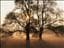 Suninyou